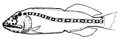 Ditropichthys storeri_claves.jpg
